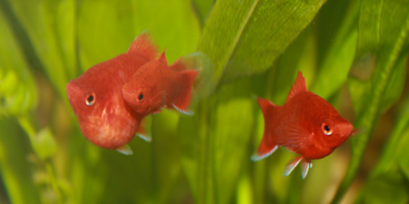 Platys